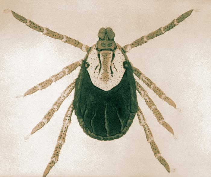 Variabilis Details - Public Health Image Library(PHIL)