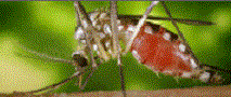 Close-up photos of mosquitoes obtaining a blood meal