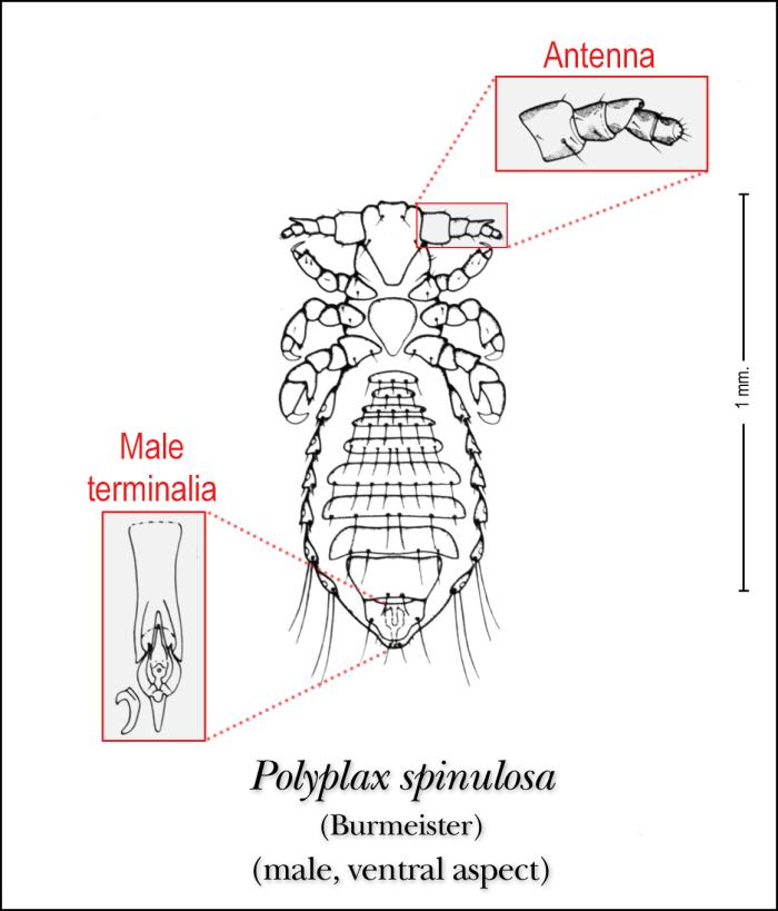 Polyplax Details - Public Health Image Library(PHIL)